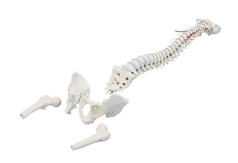 Model Kręgosłupa, elastyczny z fragmentami kości udowych - Image no.: 1