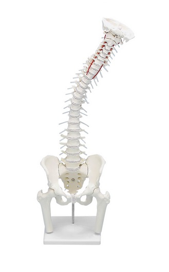 Model kręgosłupa z fragmentami kości udowych i statywem, elastyczny - Image no.: 1