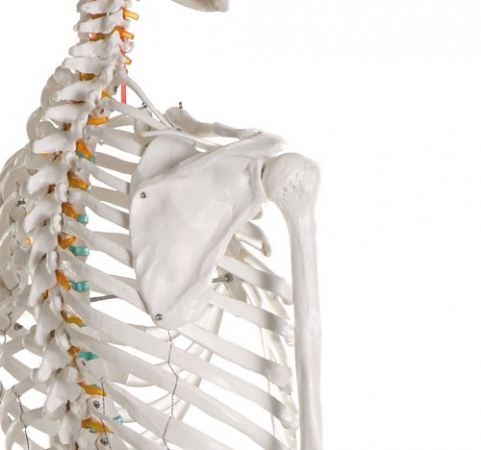 OSCAR - szkielet anatomiczny - wersja podstawowa - Image no.: 2