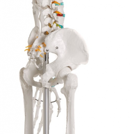 OSCAR - szkielet anatomiczny - wersja podstawowa - Image no.: 3