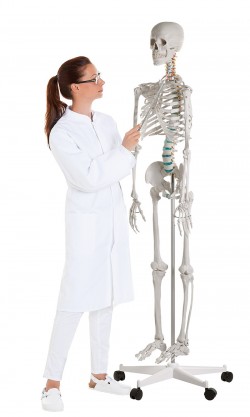 OSCAR - szkielet anatomiczny - wersja podstawowa - Image no.: 5
