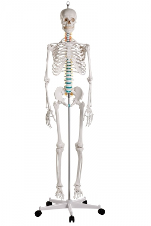 OSCAR - szkielet anatomiczny - wersja podstawowa - Image no.: 1