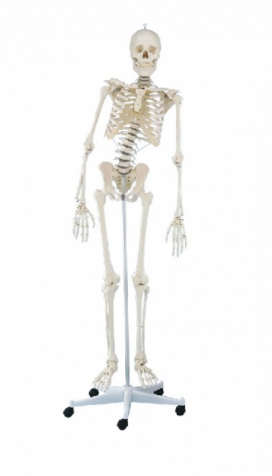 Model szkieletu człowieka dla fizjoterapeuty! - Image no.: 2