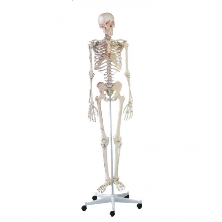 Szkielet człowieka Arnold z oznaczonymi mięśniami - Image no.: 1