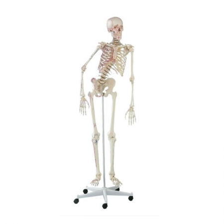 Szkielet człowieka Peter z ruchomym kręgosłupem i oznaczeniami mięśni - Image no.: 1