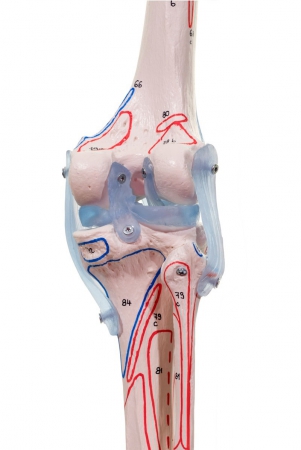 Model szkieletu człowieka z oznaczonymi mięśniami i więzadłami - BERT - Image no.: 3