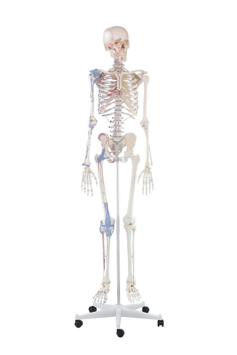 Model szkieletu człowieka z oznaczonymi mięśniami i więzadłami - BERT - Image no.: 1