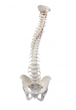Model kręgosłupa do terapii manualnej  - Image no.: 4