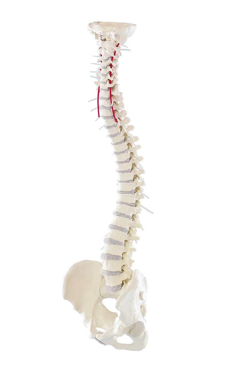 Model kręgosłupa do terapii manualnej  - Image no.: 1