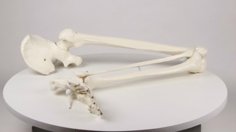 Szkielet kończyny dolnej człowieka + obręcz biodrowa - Image no.: 2