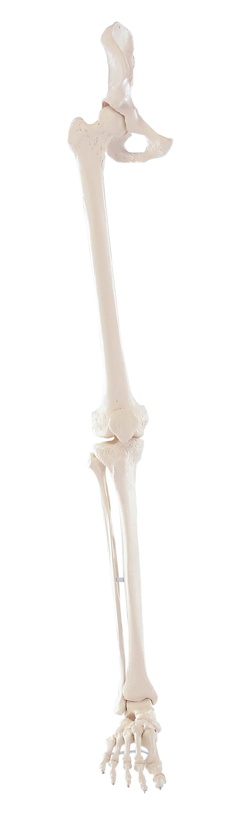 Szkielet kończyny dolnej człowieka + obręcz biodrowa - Image no.: 1