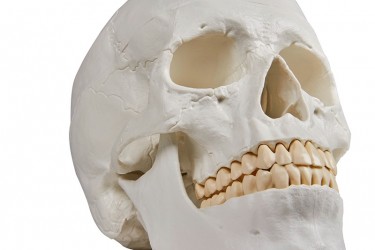 Model czaszki człowieka, 3 części - Image no.: 2