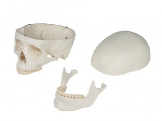 Model czaszki człowieka, 3 części - Image no.: 4