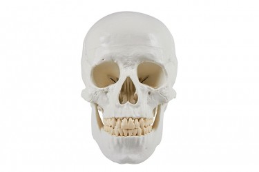Model czaszki człowieka, 3 części - Image no.: 5