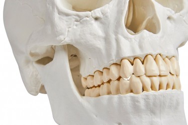 Model czaszki człowieka, 3 części - Image no.: 6