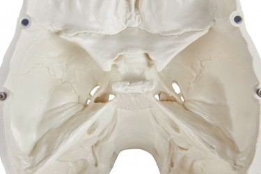 Model czaszki człowieka, 3 części - Image no.: 7