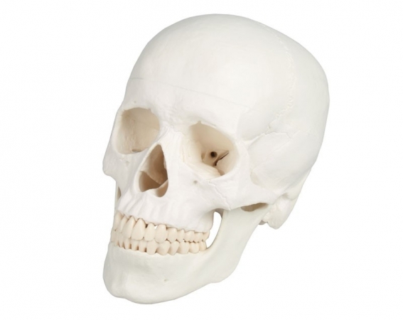 Model czaszki człowieka, 3 części - Image no.: 1