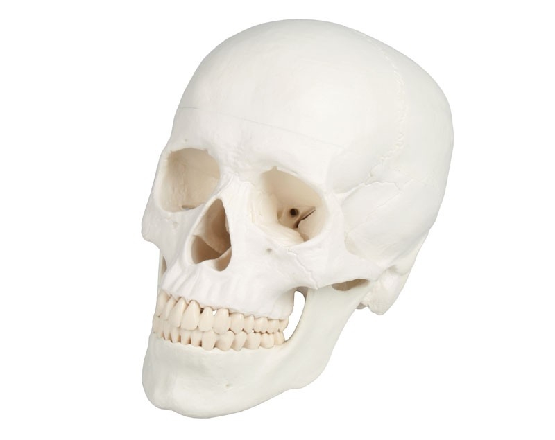 Model czaszki człowieka, 3 części - Image no.: 1