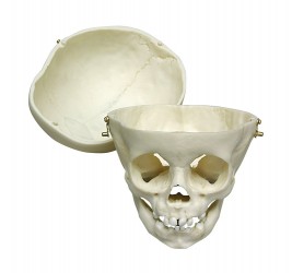 Model czaszki rocznego dziecka - Image no.: 2