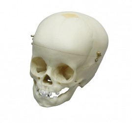 Model czaszki rocznego dziecka - Image no.: 3