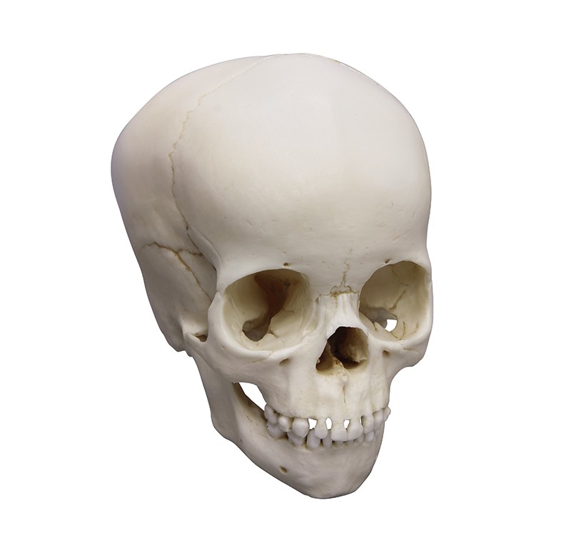 Model czaszki 4-letniego dziecka - Image no.: 1