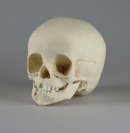 Model czaszki 14-miesięcznego dziecka - Image no.: 4