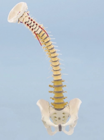 Model kręgosłupa do terapii manualnej z miednicą, wersja dydaktyczna - Image no.: 2