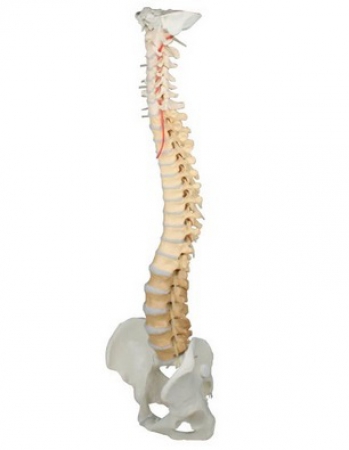 Model kręgosłupa do terapii manualnej z miednicą, wersja dydaktyczna - Image no.: 1