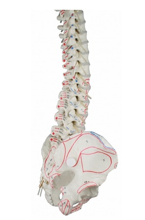 Model kręgosłupa z przyczepami mięśni i statywem, elastyczny  - Image no.: 2