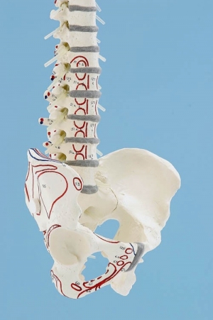 Model kręgosłupa z przyczepami mięśni i statywem, elastyczny  - Image no.: 3