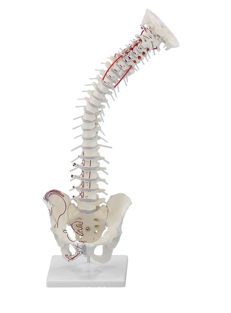 Model kręgosłupa z przyczepami mięśni i statywem, elastyczny  - Image no.: 1