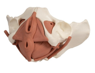 Model mięśni dna miednicy kobiety, 12 części  - Image no.: 1