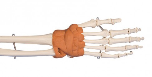 Model anatomiczny dłoni i nadgarstka - Image no.: 1