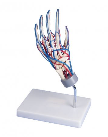 Naczyniowy model dłoni - Image no.: 2