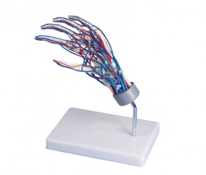 Naczyniowy model dłoni - Image no.: 4
