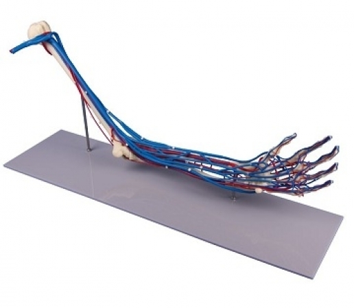Model kończyny górnej wraz z naczyniami krwionosnymi - Image no.: 1