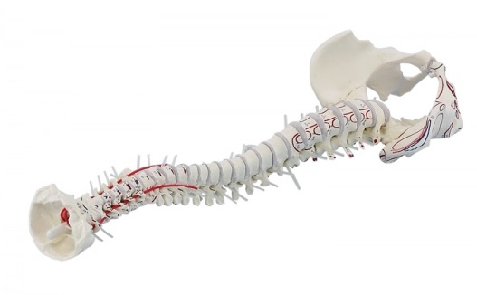 Model kręgosłupa z przyczepami mięśni, elastyczny - Image no.: 1