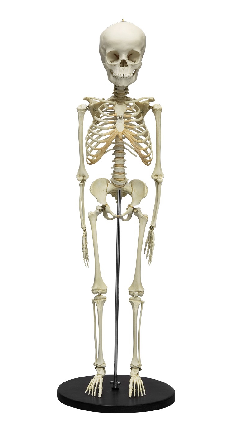 Model szkieletu 5 - letniego dziecka - Image no.: 1