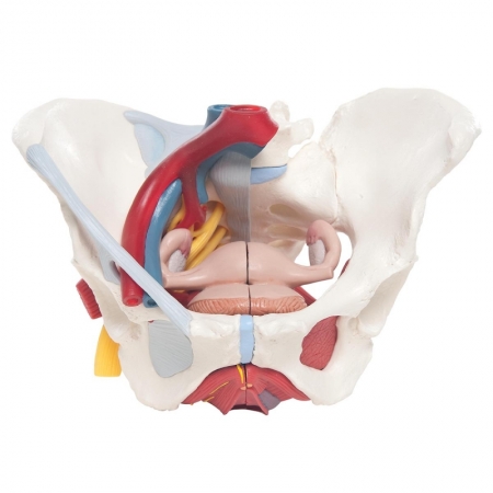 Model miednicy żeńskiej z narządami, 6 części - Image no.: 2