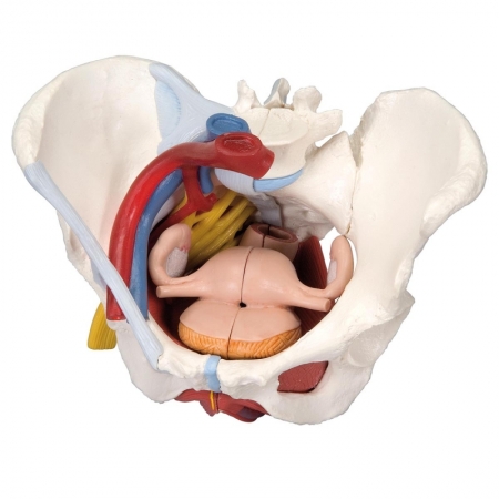 Model miednicy żeńskiej z narządami, 6 części - Image no.: 1