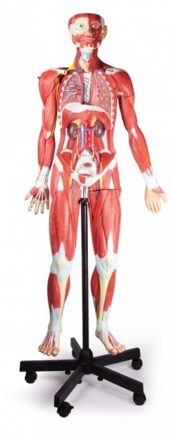 Figura mięśniowa, 2/3 wymiarów naturalnych, 32 części, 135cm wysokości - Image no.: 3