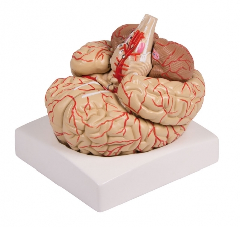 Model mózgu wraz z unaczynieniem, 9 części - Image no.: 1