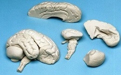 Miękki model mózgu, 8 części - Image no.: 1