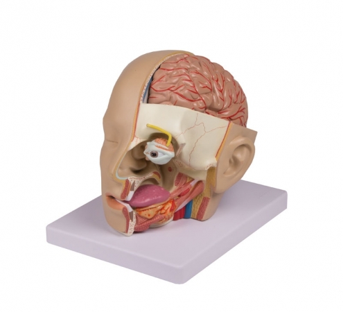 Model głowy, 4 części - Image no.: 2