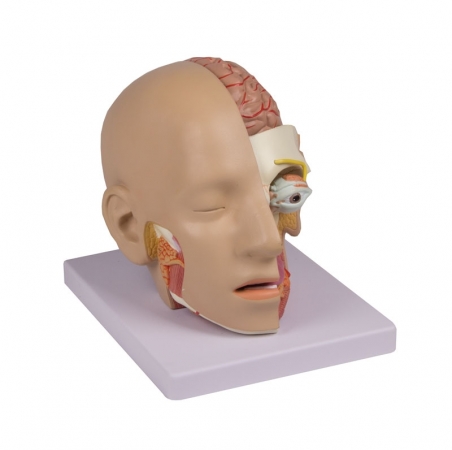 Model głowy, 4 części - Image no.: 1