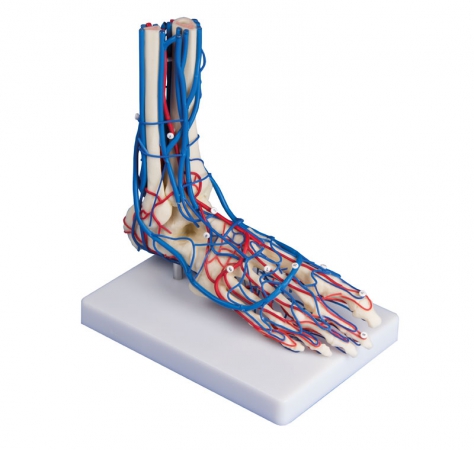 Naczyniowy model stopy - Image no.: 3
