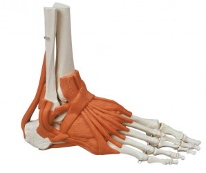 Model szkieletu stopy z więzadłami - Image no.: 1