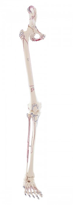 Model kończyny dolnej z obręczą biodrową + oznaczonymi przyczepami mięśniowymi - Image no.: 1