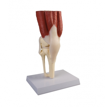 Model stawu kolanowego z mięśniami, naturalna wielkość - Image no.: 1