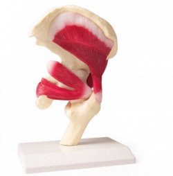 Model stawu biodrowego z mięśniami - Image no.: 2